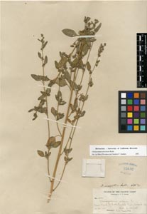 herbarium sheet of CAS 85692